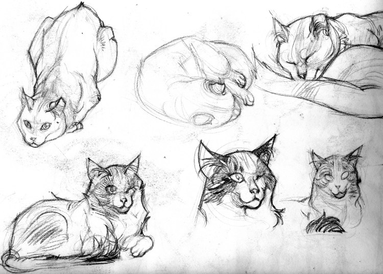 Наброски кошек