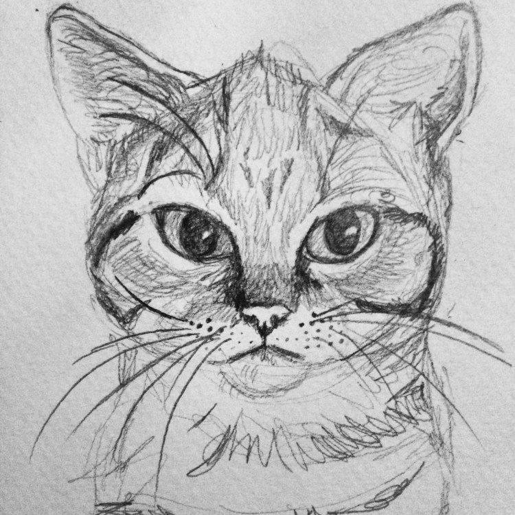 Наброски кошек