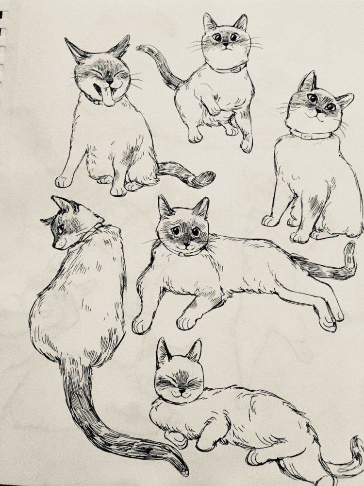 Зарисовки кошек с натуры