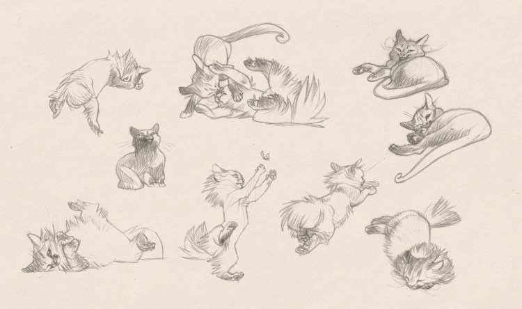 Коты сзади референсы