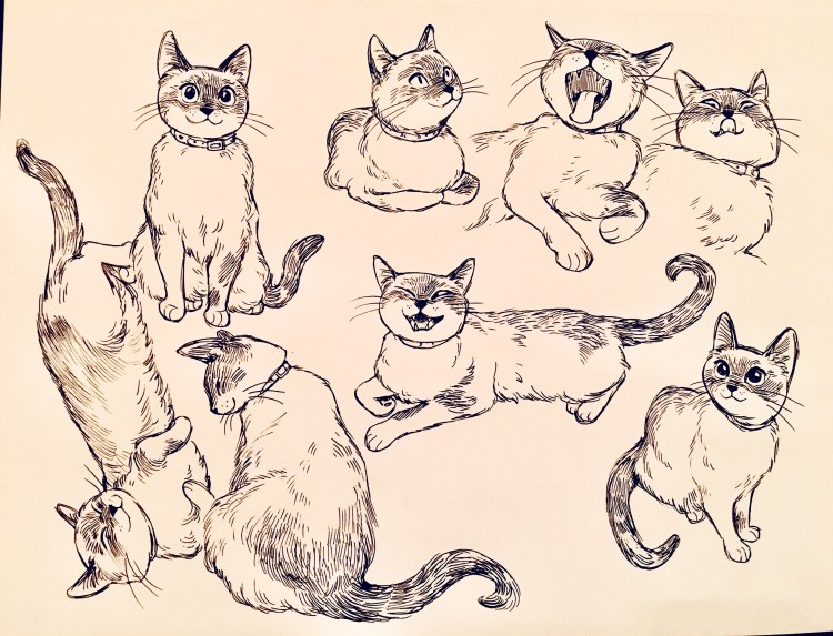 Наброски кошек