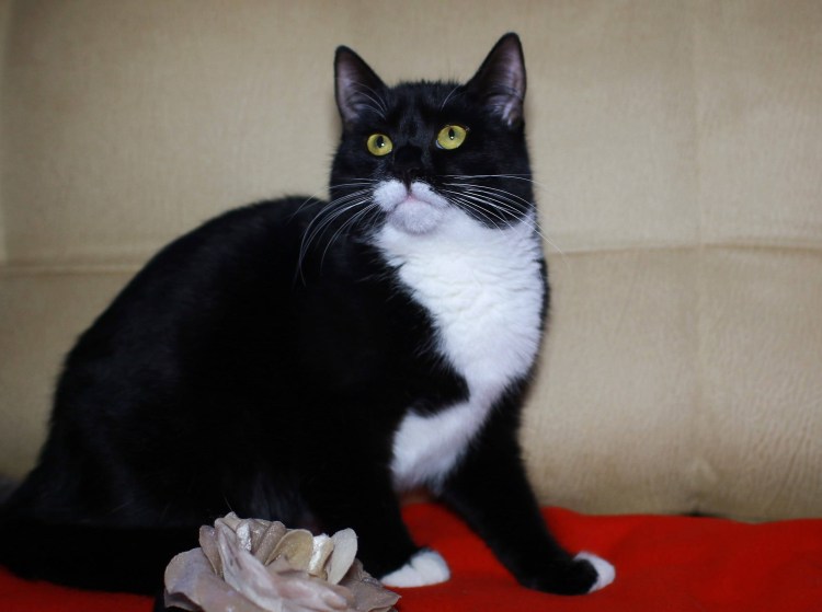 Сибирская биколор короткошерстная