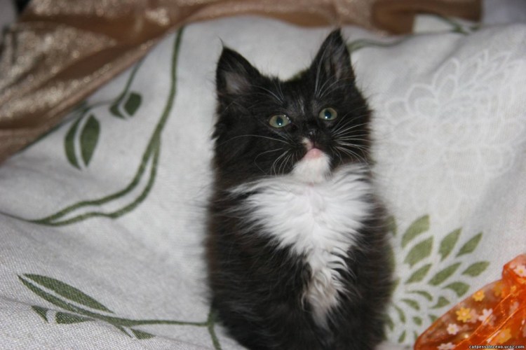 Черный котенок с белыми лапками и грудкой