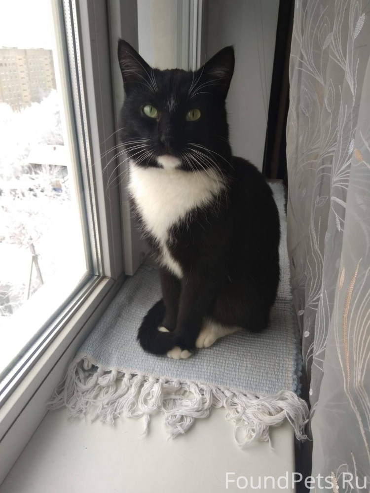 Черная кошка