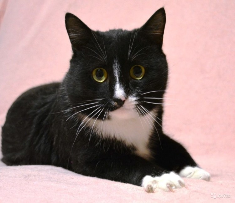 Чёрный кот с белой грудкой