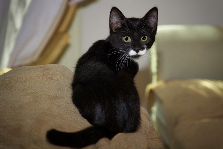 Кот с белыми лапками