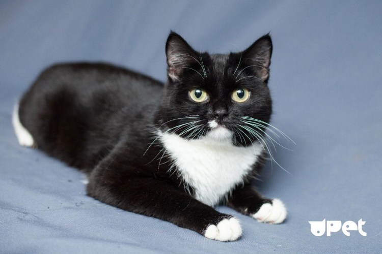 Белый кот с черными носочками