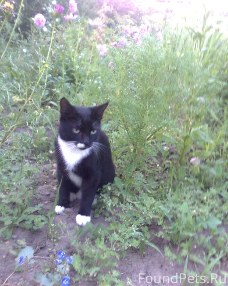 Черная кошка с белой грудкой