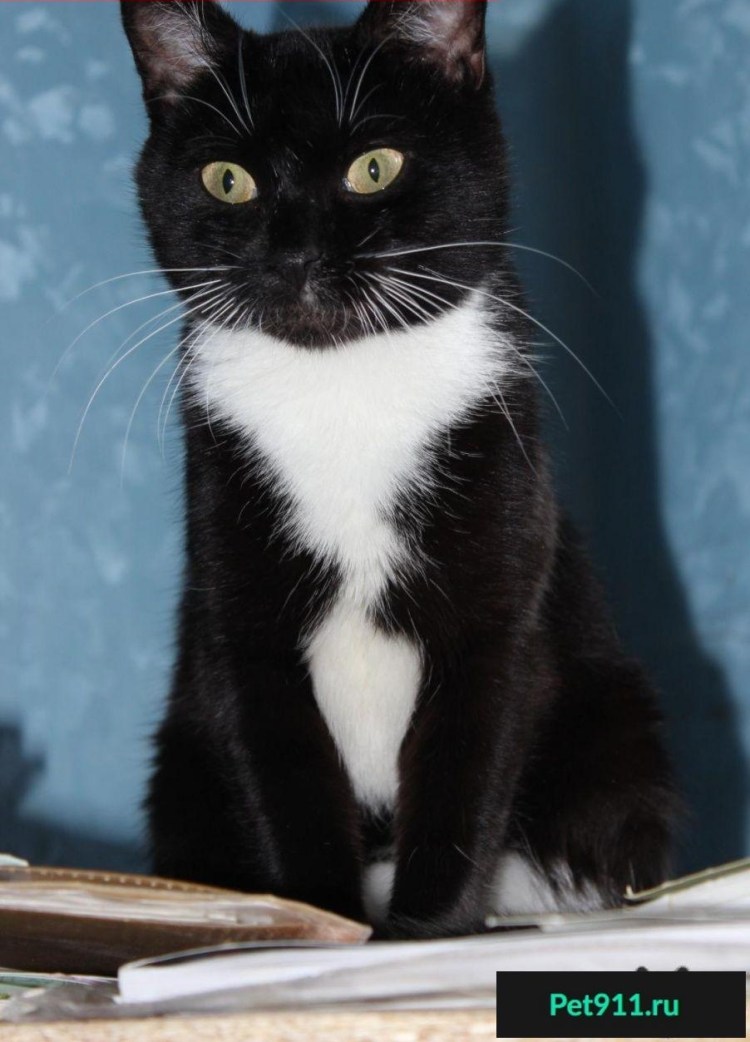 Чёрный кот с белой грудкой