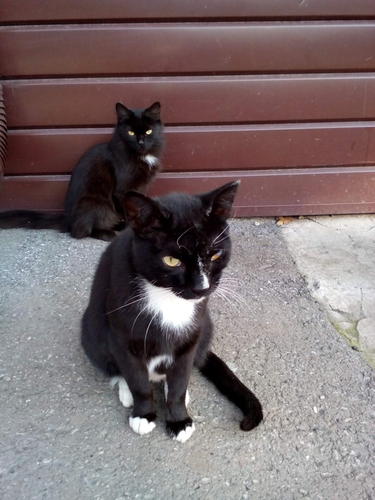 Кошка черная с белым пушистая