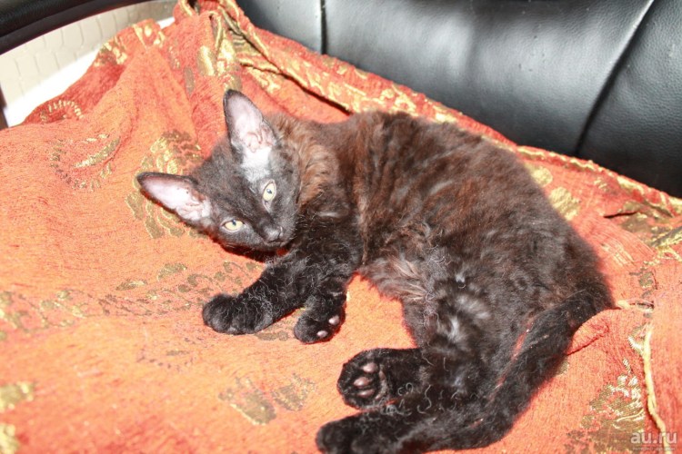 Донской сфинкс метис