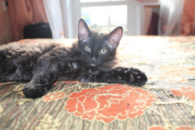 Метис сфинкса