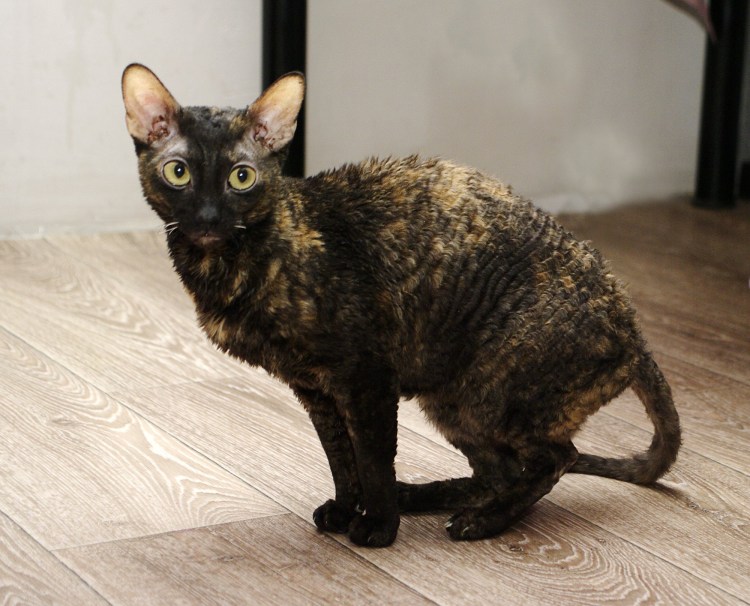 Корниш рекс помесь