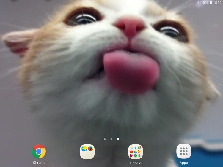 Котик облизывает экран