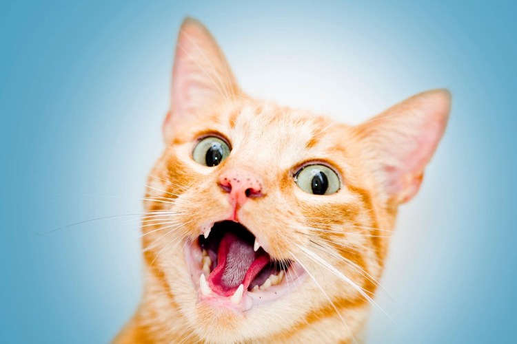 Gigil тагальский