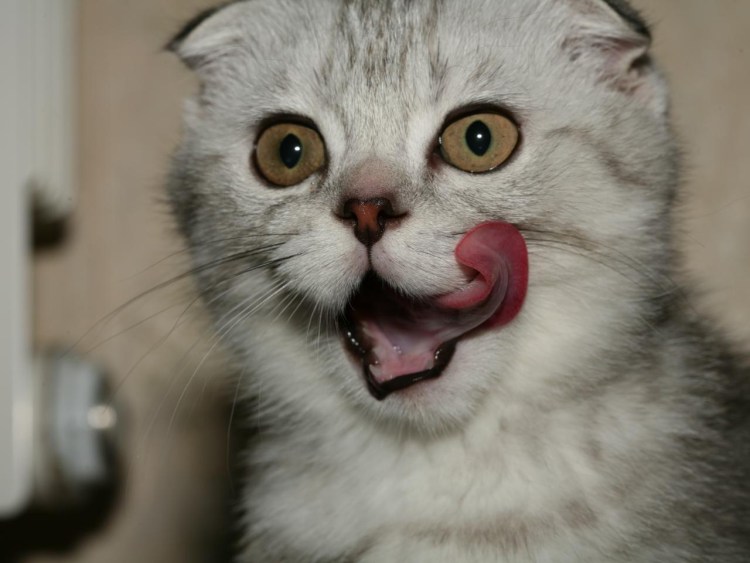 Смешной кот облизывается