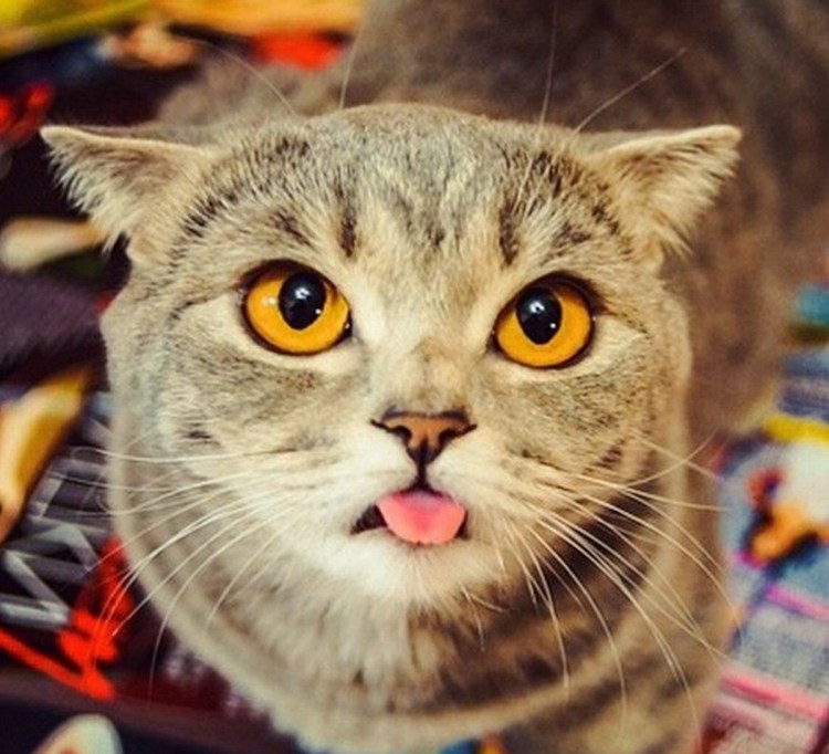 Торт с «кошками»