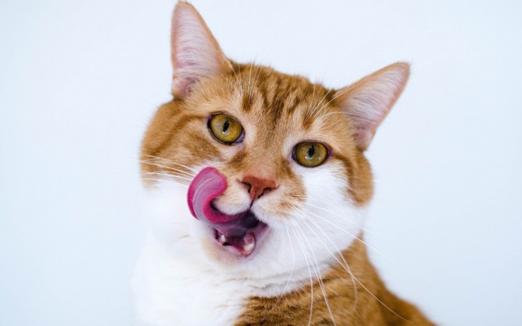 Кот лижет банан