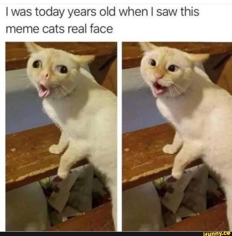 Котика тошнит