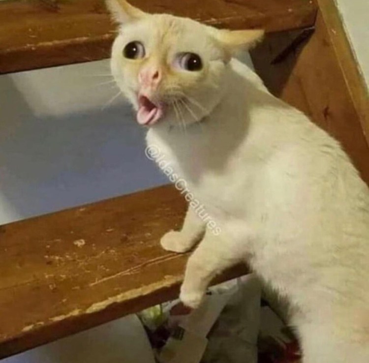 Кричащий Плачущий кот