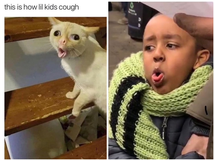 Кот чихнул Мем