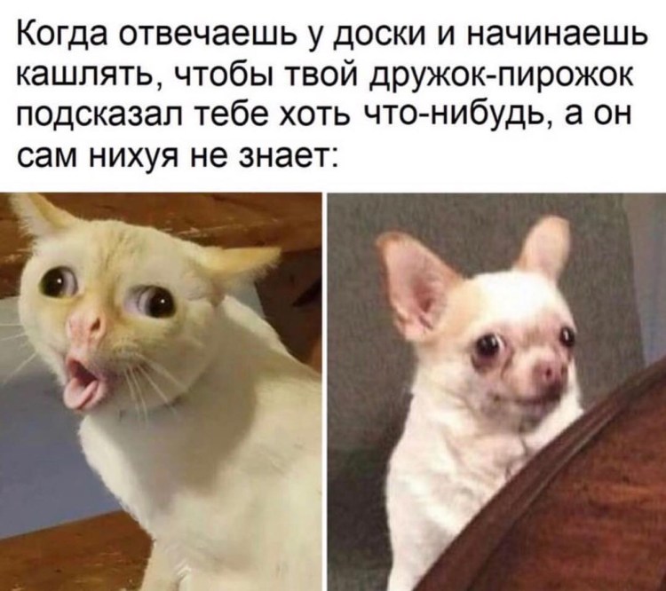 Кота тошнит