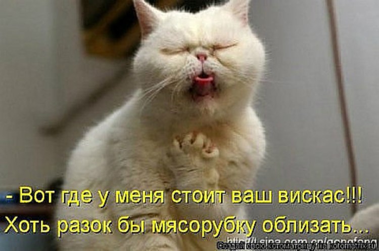 Кота тошнит Мем