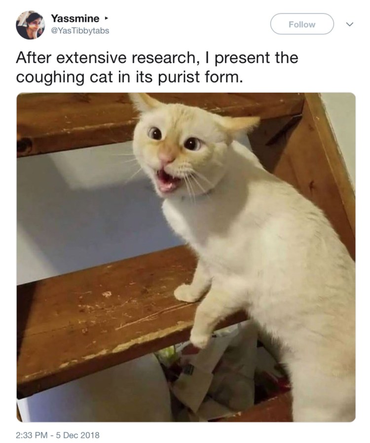 Тревога кот Мем