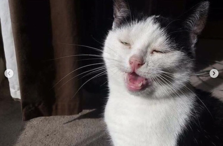 Это не кот Мем