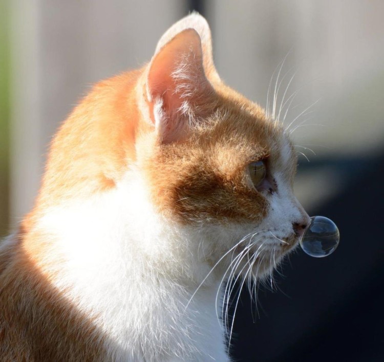 Кота тошнит