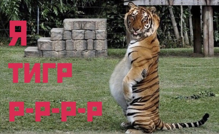 Толстый Амурский тигр