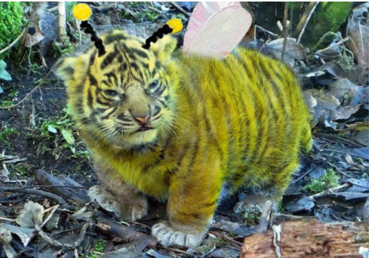 Тигры в китайском зоопарке