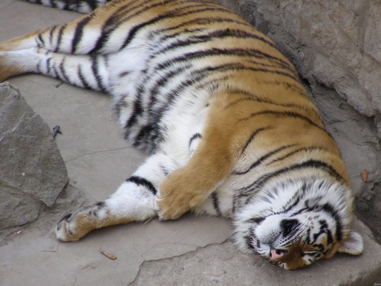 Пухлый тигр