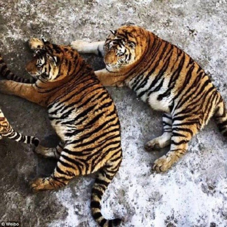 Очень толстый тигр