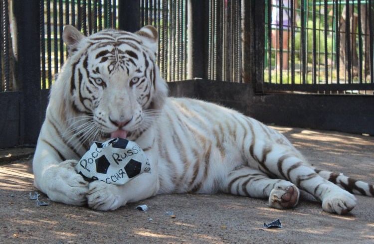 Толстый тигр арт Автор