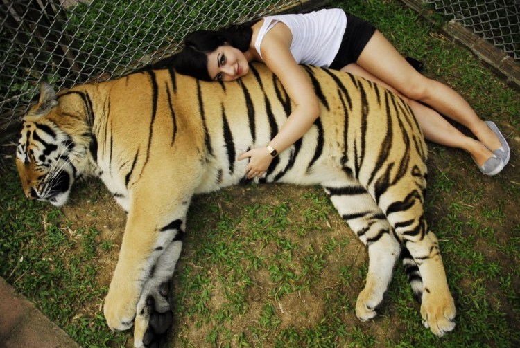 Толстая тигрица кунг фу Панда