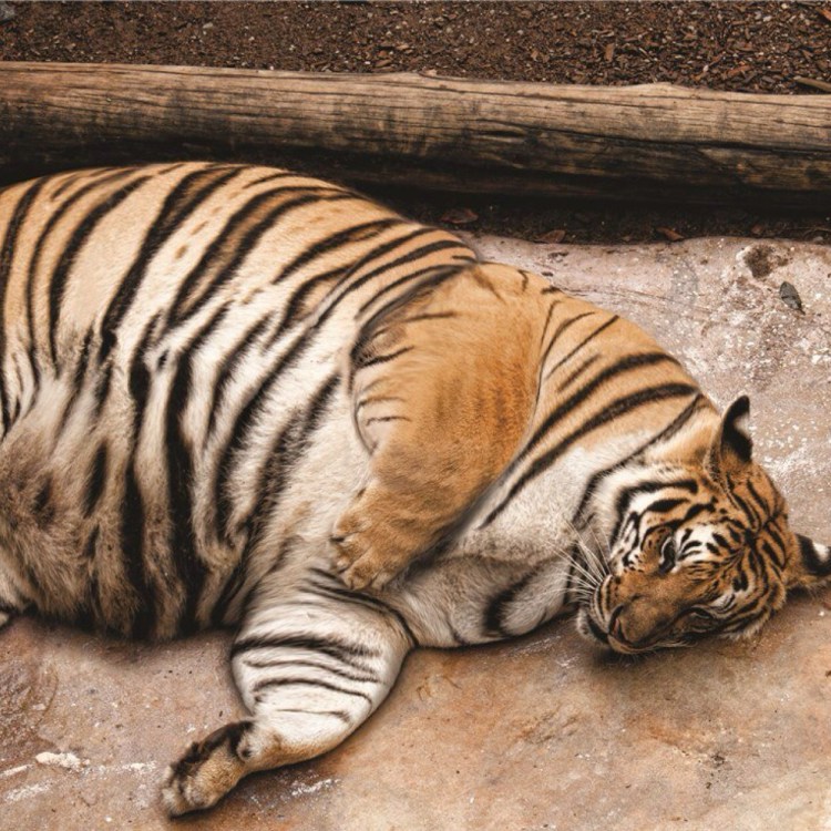 Толстые тигры в китайском зоопарке