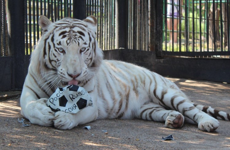 Уссурийский тигр толстый