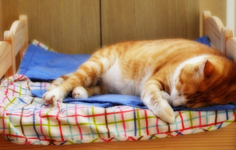 Котик в кровати