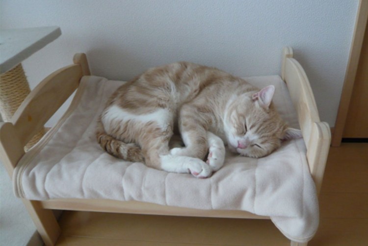 Лежащий спящий кот