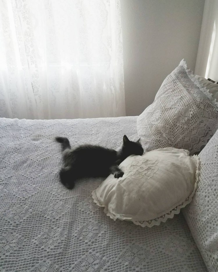 Котенок спит под одеялом