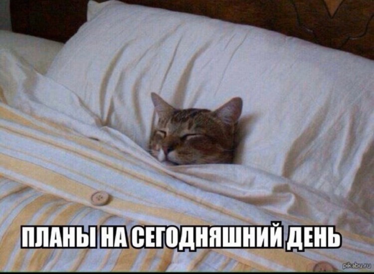 Кровать для кошки