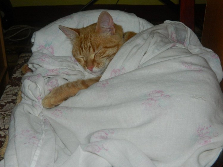 Кроватка для кошки икеа