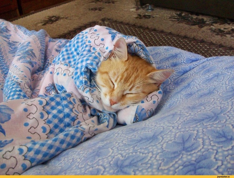 Кошка нежится