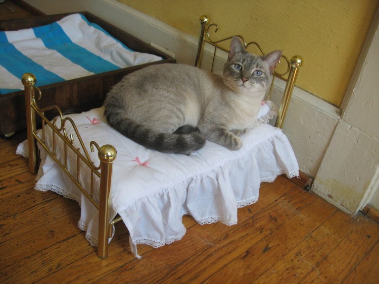 Спящий кот в кроватке