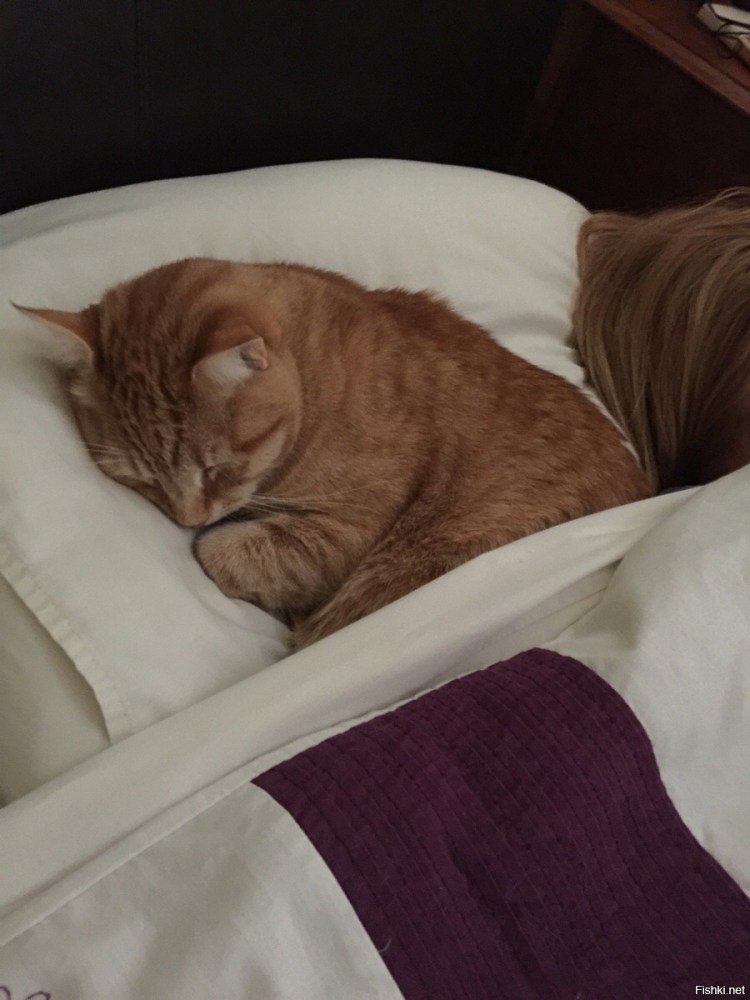 Котенок спит под одеялом