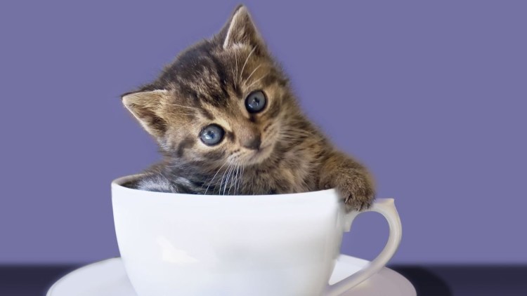 Котик с кофе арт