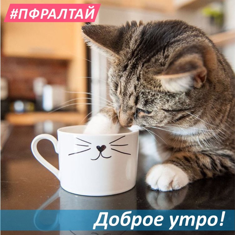 Утро кофе кот