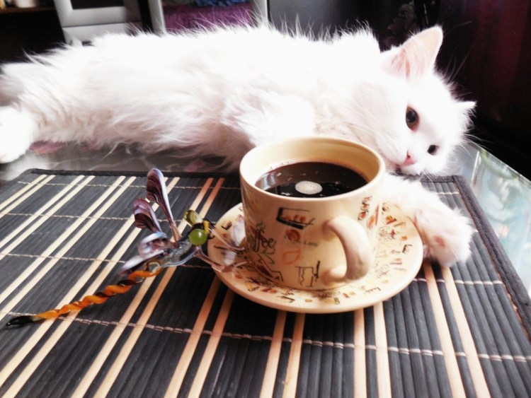 Кошка пьет из чашки