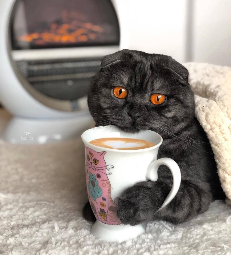 Утренний котик